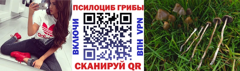 Псилоцибиновые грибы ЛСД  где купить наркоту  блэк спрут онион  Данков 